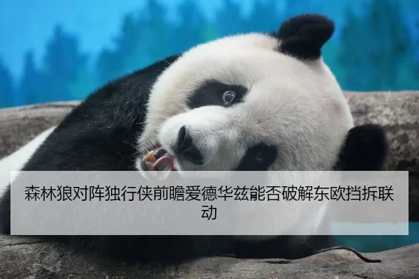森林狼对阵独行侠前瞻爱德华兹能否破解东欧挡拆联动
